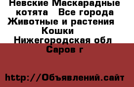 Невские Маскарадные котята - Все города Животные и растения » Кошки   . Нижегородская обл.,Саров г.